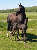 Knappe Fokmerrie/recreatie paard, Dieren en Toebehoren, Paarden, Merrie, ZZ, Gechipt, Dressuurpaard