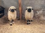 2 Walliser schwarznase ooilammeren, Dieren en Toebehoren, Schapen, Geiten en Varkens, Vrouwelijk, Schaap, 0 tot 2 jaar