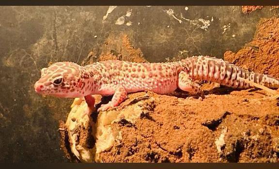 Te koop 3 volwassen luipaard gekko’s