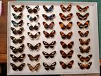 Bijzondere Heliconius verzameling, Ophalen, Zo goed als nieuw, Opgezet dier
