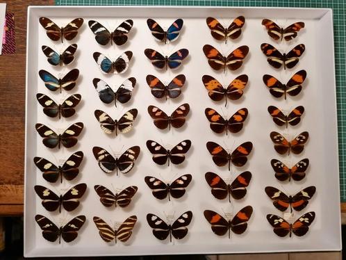 Bijzondere Heliconius verzameling, Verzamelen, Dierenverzamelingen, Zo goed als nieuw, Opgezet dier, Ophalen