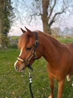 Leuke onbeleerde B pony, Dieren en Toebehoren, Pony's, Merrie, Recreatiepony, 3 tot 6 jaar