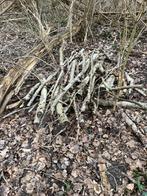 Gratis snoeihout brandhout , haardhout, Tuin en Terras, Minder dan 3 m³, Ophalen