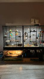 Gezocht, Lieve kaketoe of papegaai die een gouden plek zoekt, Dieren en Toebehoren, Vogels | Parkieten en Papegaaien, Geslacht onbekend