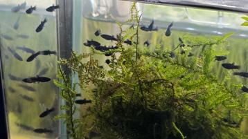 Black Molly visjes beschikbaar voor biedingen