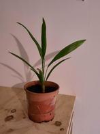 Trachycarpus palmboomstek | potmaat 1,5L | € 7,50 p.s., Tuin en Terras, Planten | Bomen, Ophalen of Verzenden, Lente, Minder dan 100 cm