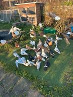Koppels te koop, Dieren en Toebehoren, Vogels | Duiven, Meerdere dieren, Overige soorten