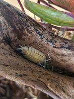 Porcellio 'lemonade' jongen