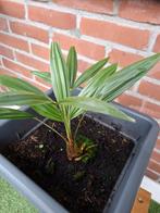 Palm, Tuin en Terras, Bloeit niet, 100 tot 250 cm, Palmboom, Ophalen