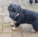 Prachtige reu Duitse herder te koop, Dieren en Toebehoren, Honden | Herdershonden en Veedrijvers, Reu, 8 tot 15 weken, Eén hond