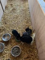 Diverse konijnen (rammen), Mannelijk, Middelgroot, 0 tot 2 jaar