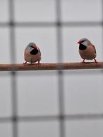 Koppel Spitsstaart amadines, Dieren en Toebehoren, Meerdere dieren