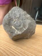 Fossiel gevonden in rivier de Drôme, Ophalen, Fossiel