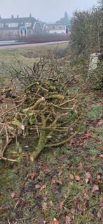 Meidoornstammen haardhout gratis, Tuin en Terras, Minder dan 3 m³, Ophalen