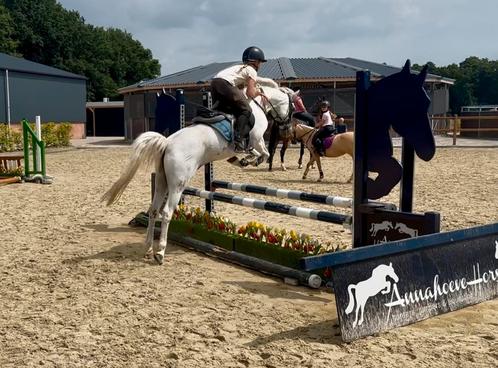 12 jarige C spring pony, Dieren en Toebehoren, Pony's, Ruin, M, C pony (1.27m tot 1.37m), Springpony, 11 jaar of ouder, Met stamboom