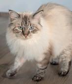 Wachtlijst ragdoll tabby Meerstad Groningen, Dieren en Toebehoren, Kater, Gechipt, 0 tot 2 jaar