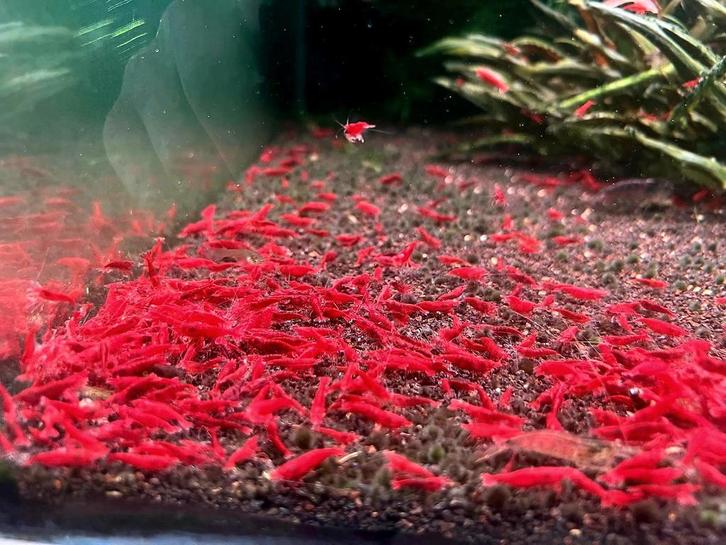 🔥CRAZY sale️!!!🔥❤️High Grade Bloody Mary Garnalen️❤️, Dieren en Toebehoren, Vissen | Aquariumvissen, Zoetwatervis, Kreeft, Krab of Garnaal