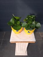 Peperomia kamerplanten in vrolijke potten, Ophalen