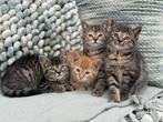 Super mooie en lieve kittens te koop!, Dieren en Toebehoren, Katten en Kittens | Overige Katten, Meerdere dieren