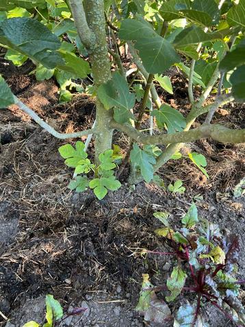 5 Vijgenbomen in bloei - Prachtige exemplaren! beschikbaar voor biedingen