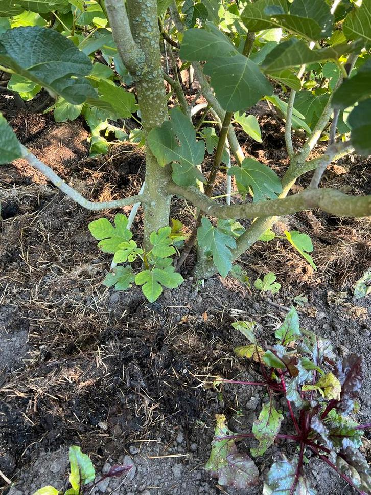 5 Vijgenbomen in bloei - Prachtige exemplaren!, Tuin en Terras, Planten | Bomen, Overige soorten, Minder dan 100 cm, Volle zon