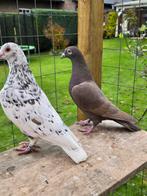 Stipper postduiven koppeltje, Dieren en Toebehoren, Vogels | Duiven, Meerdere dieren, Postduif