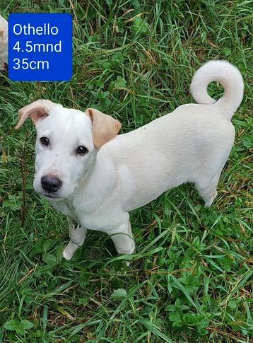 Othello..lief en aanhankelijk mannetje! beschikbaar voor biedingen