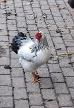 Wyandotte haan., Dieren en Toebehoren, Pluimvee, Mannelijk, Kip
