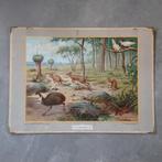 Schoolplaat Uit de Australische dierenwereld – 1934, Ophalen of Verzenden, Natuur en Biologie