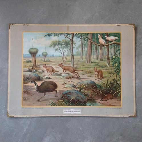 Schoolplaat Uit de Australische dierenwereld – 1934, Antiek en Kunst, Antiek | Schoolplaten, Natuur en Biologie, Ophalen of Verzenden