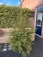 Kerstboom met kluit - Gratis af te halen, Tuin en Terras, Planten | Bomen, Ophalen, Overige soorten, 100 tot 250 cm
