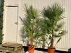 Chamaerops humilis 🌴Europese Dwergpalm 2M NIEUW, Volle zon, Vaste plant, Zomer, Ophalen