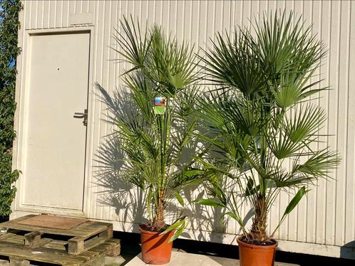 Chamaerops humilis 🌴Europese Dwergpalm 2M NIEUW, Tuin en Terras, Planten | Tuinplanten, Vaste plant, Overige soorten, Volle zon