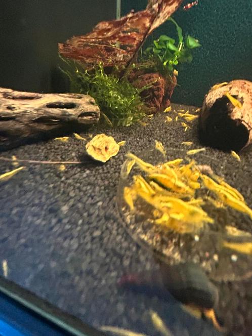 Yellow neon fire backline neocaridina garnalen, Dieren en Toebehoren, Vissen | Aquariumvissen, Zoetwatervis, Kreeft, Krab of Garnaal