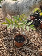 Toona sinensis, jonge plant., Ophalen, Minder dan 100 cm