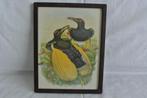 Vogelprent vintage prent exotische vogels, Ophalen of Verzenden, Voor 1940, Gebruikt