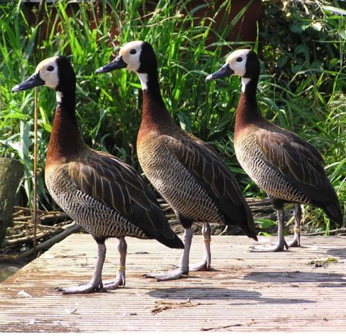 Verschillende soorten Siereenden en sierganzen, Dieren en Toebehoren, Pluimvee, Eend, Meerdere dieren