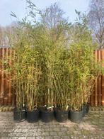 Bamboe Fargesia Da-Wei niet woekerend ook voor haag, Overige soorten, Vaste plant, Ophalen of Verzenden, Bloeit niet
