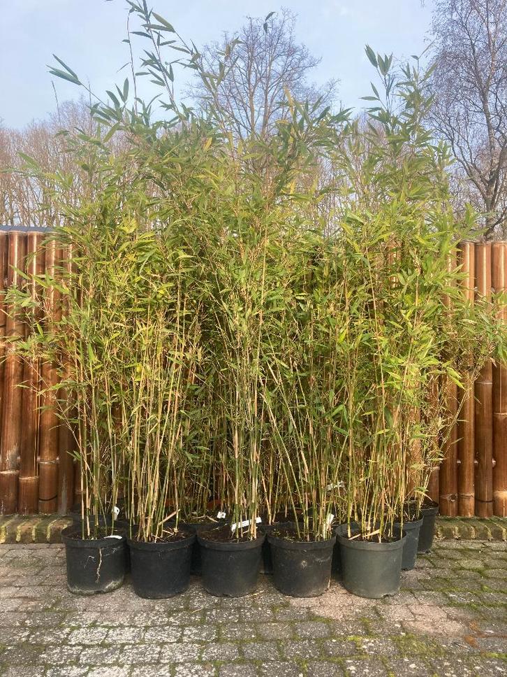 Bamboe Fargesia Da-Wei niet woekerend ook voor haag, Tuin en Terras, Planten | Tuinplanten, Vaste plant, Overige soorten, Halfschaduw