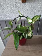 Hoya Cornosa, Huis en Inrichting, Kamerplanten, Ophalen, Halfschaduw, Minder dan 100 cm