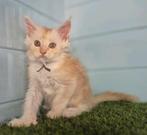Maine coon kittens polydactyl, Dieren en Toebehoren, Katten en Kittens | Raskatten | Langhaar, Meerdere dieren, Gechipt, 0 tot 2 jaar