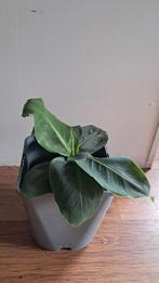 Bananenplant 15cm - Tropische sfeer!, Tuin en Terras, Planten | Tuinplanten, Volle zon, Vaste plant, Ophalen of Verzenden, Bloeit niet