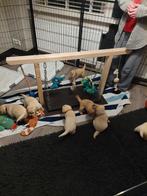 Puppy [gym] schommelplank exclusief speeltjes, Ophalen, Nieuw, Behendigheidspeelgoed