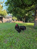 Gratis af te halen, Australorp haantje, Mannelijk, Kip