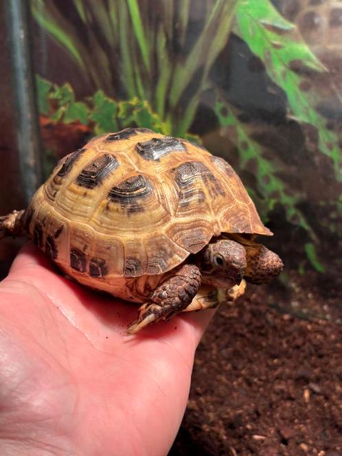 Landschildpad mannetje, Dieren en Toebehoren, Reptielen en Amfibieën | Toebehoren, Terrarium of Paludarium, Ophalen