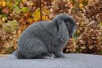 prachtig Raszuiver NHD konijntje, Dieren en Toebehoren, Konijnen, Mannelijk, Dwerg, Hangoor, 0 tot 2 jaar