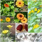 Zaden goudsbloem, venkel, Afrikaantjes, Oost-indische kers, Ophalen of Verzenden, Voorjaar, Volle zon, Zaad