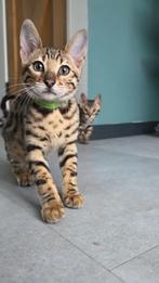 Te koop: Bengaalse kittens, Dieren en Toebehoren, Katten en Kittens | Raskatten | Korthaar, Meerdere dieren, Ontwormd, 0 tot 2 jaar