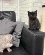 Britse Korthaar Kittens, Dieren en Toebehoren, Katten en Kittens | Raskatten | Korthaar, Kater, Met stamboom