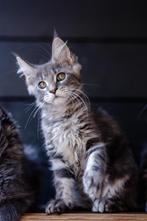 Maine Coon kitten met stamboom uit grote lijnen, Dieren en Toebehoren, Katten en Kittens | Raskatten | Langhaar, Poes, Gechipt